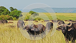 Slow Motion of African WIldlife, Buffalo Herd on Africa Animal Safari in Maasai Mara in Kenya at Mas
