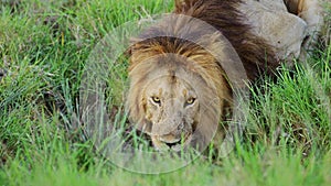 Slow Motion of African Wildlife Male lion drinking in Maasai Mara National Reserve in Kenya, Africa