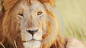 Slow Motion of African Wildlife Safari Animal of Male lion Face Close Up Portrait in Maasai Mara Nat