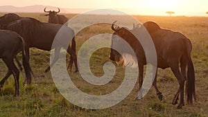 Slow Motion of African Wildlife Safari Animals of Wildebeest Herd on Great Migration in Africa betwe
