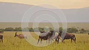 Slow Motion of African Wildlife Safari Animals, Wildebeest Herd Walking in Masai Mara in Luscious Gr