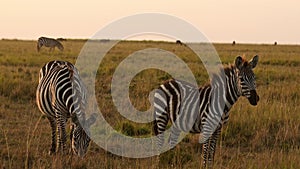 Slow Motion of African Wildlife, Zebra Herd Grazing Savanna, Animals on Africa Safari in Masai Mara