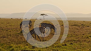 Slow Motion of African Wildlife, Zebra Herd Grazing Savanna, Animals on Africa Safari in Masai Mara