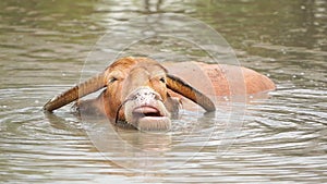 Slow-motion of albino water buffalo is playing and swimming in pond