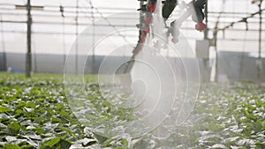 Slow motion of automatic irrigation of young plants in a large industrial nursury