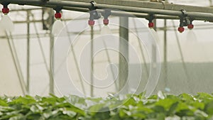 Slow motion of automatic irrigation of young plants in a large industrial nursury