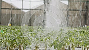 Slow motion of automatic irrigation of young plants in a large industrial nursury