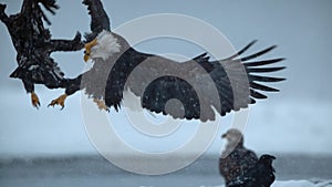 Slow motion of bald eagles fight each other