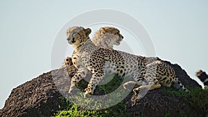 Slow Motion of Beautiful African Wildlife, Cheetah Family in Africa, Animals in Masai Mara, Kenya, M