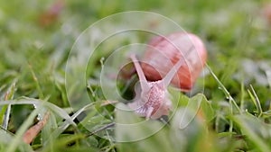 Slow motion of a beautiful box snail, slug moving slowly through grass towards camera.
