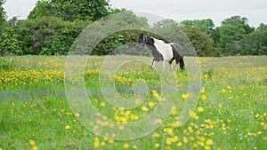 Slow motion of a beautiful horse in a green field in the Irish countryside