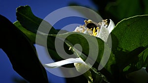 Slow motion of bee on orange blossom collects nectar. Bees on tree flower