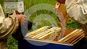 Slow motion. Beekeeper harvesting honey. beekeeper holding a honeycomb full of bees. protective workwear inspecting