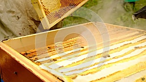 Slow motion. Beekeeper harvesting honey. beekeeper holding a honeycomb full of bees. protective workwear inspecting