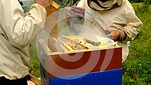 Slow motion. Beekeeper harvesting honey. beekeeper holding a honeycomb full of bees. protective workwear inspecting