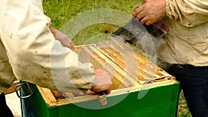 Slow motion. Beekeeper harvesting honey. beekeeper holding a honeycomb full of bees. protective workwear inspecting