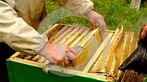 Slow motion. Beekeeper harvesting honey. beekeeper holding a honeycomb full of bees. protective workwear inspecting