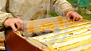 Slow motion. Beekeeper harvesting honey. beekeeper holding a honeycomb full of bees. protective workwear inspecting