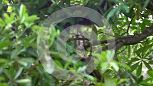 Slow Motion of black-furred gibbon is sitting on tree branches. Wild Siamang