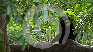 Slow Motion of black-furred gibbon is sitting on tree branches. Wild Siamang