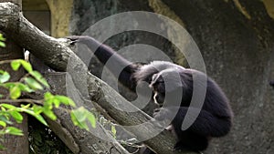 Slow Motion of black-furred gibbon is sitting on tree branches. Wild Siamang