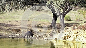 Slow Motion of Black Iberian pigs drinking water in lake of Spain dehesa