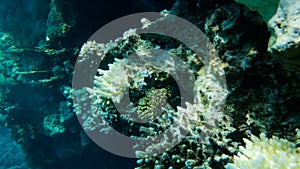 Slow motion. Bleaching and death of corals from excessive seawater heating due to climate change and global warming. Coral bleachi