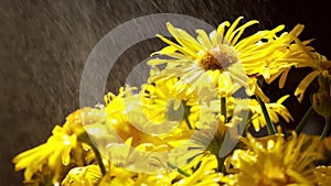 slow motion Blooming dandelions background. Yellow chamomile with water drops. Flower holiday background. Daisy flowers