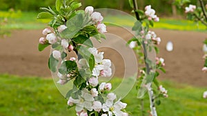 Slow motion of a blossoming apple tree in a garden in a village. Beautiful spring flower buds