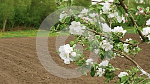 Slow motion of a blossoming apple tree in a garden in a village. Beautiful spring flower buds. Flowers with white petals on a tree