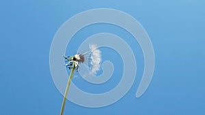 Slow motion of blowing white dandelion flower, seeds flying over blue background