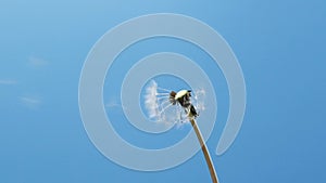 Slow motion of blowing white dandelion flower, seeds flying over blue background