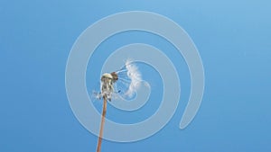 Slow motion of blowing white dandelion flower, seeds flying over blue background