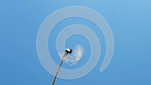 Slow motion of blowing white dandelion flower, seeds flying over blue background