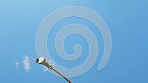 Slow motion of blowing white dandelion flower, seeds flying over blue background