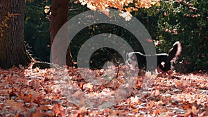 Slow motion of a Border Collie dog running for the ball in a park in autumn with dry leaves