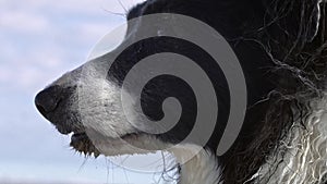 Slow motion of a border collie dog with wet and dirty fur staring into the wind. Old wise dog lost in thought