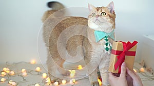 slow motion british cat wear green necktie sit on table with christmas tree gift box