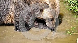 Slow motion of brown bear finding food