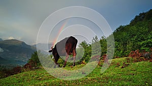 Slow motion of brown cow with bell on neck walking on green field surrounded by mountains