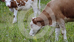 Slow Motion brown and white young cows on meadow. Countryside lifestyle, beautiful landscape with cattle on the pasture