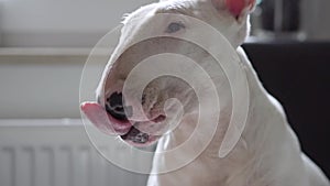 Slow motion of Bull terrier dog sticking the tongue out, hungry concept waiting for delicious food