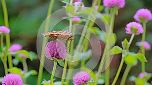 Slow motion: butterfly is flying and drinking sweet nectar from purple flowers