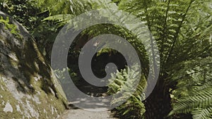 Slow motion camera inside tropical dense forest - Sintra park, Portugal.