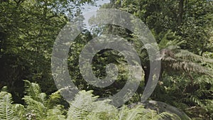 Slow motion camera inside tropical dense forest - Sintra park, Portugal.