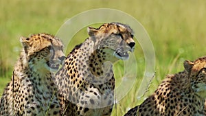 Slow Motion of Cheetah Family Close Up Portrait in Africa, Mother and Cute Young Baby Cubs with Mum