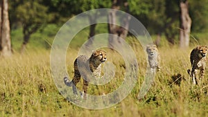 Slow Motion of Cheetah Family Walking in Long Savanna Grass in Masai Mara, Kenya, Africa, African Wi