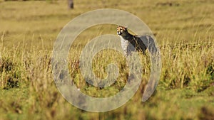 Slow Motion of Cheetah Hunting and a Hunt in Africa, African Wildlife Animals in Masai Mara, Stalkin