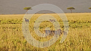 Slow Motion of Cheetah Hunting Warthog on a Hunt in Africa, African Wildlife Animals in Masai Mara,