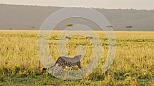 Slow Motion of Cheetah Hunting Warthog on a Hunt in Africa, African Wildlife Animals in Masai Mara S